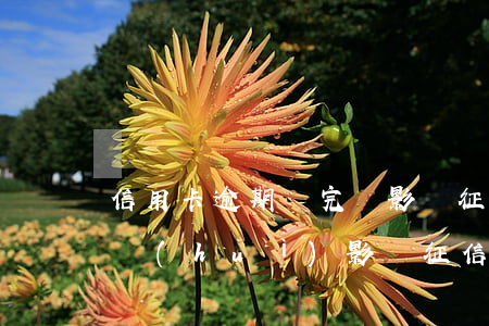 信用卡逾期還完還影響征信嗎 逾期還款后還會(huì)影響征信嗎