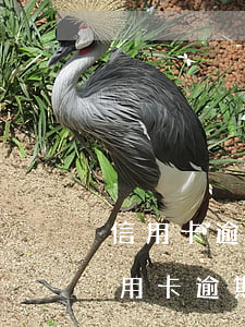 信用卡逾期還完還要多收錢(qián)(信用卡逾期還完還要多收錢(qián)怎么回事)