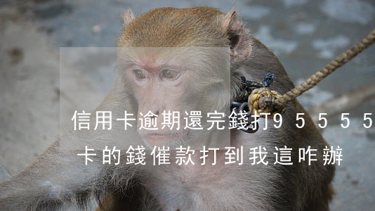 信用卡逾期還完錢打95555(朋友欠信用卡的錢催款打到我這,咋辦)