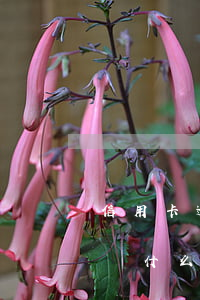 信用卡逾期還最低可以刷出來(lái)嗎(為什么信用卡還了最低還顯示逾期)