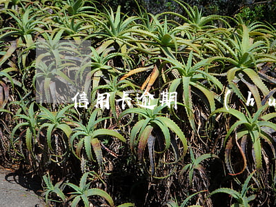 信用卡逾期還會(huì)通緝嗎