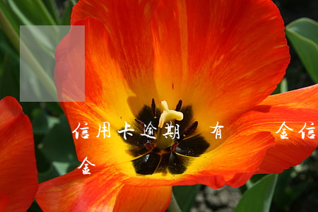信用卡逾期還有滯納金（信用卡逾期還有滯納金）