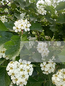 信用卡逾期還有短信嗎(信用卡逾期還有短信嗎怎么辦)