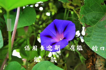 信用卡逾期還有能過的口子嗎(有信用卡逾期還能貸款嗎)