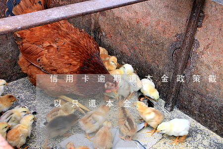 信用卡逾期還本金政策截止(信用卡逾期了可以只還本金嗎)