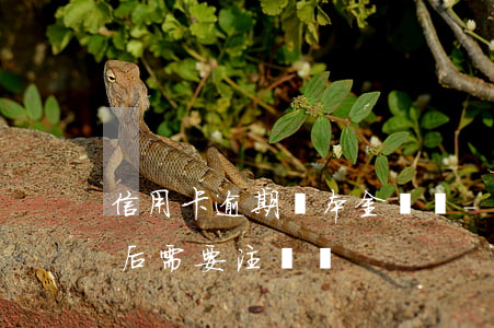 信用卡逾期還本金銷賬-逾期的信用卡還清后需要注銷嗎