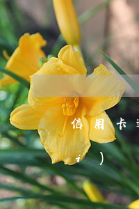 信用卡逾期還款4天-信用卡4天沒(méi)還算逾期嗎