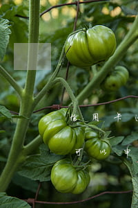 信用卡逾期還款不能免息嗎(欠信用卡還不上可以申請免息嗎)