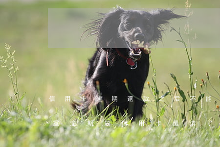信用卡逾期還款之后不能用了(嚴(yán)重逾期的信用卡還清了還能用嗎)
