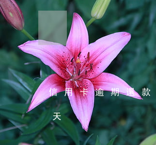 信用卡逾期還款了幾天(忘記還信用卡逾期兩天)