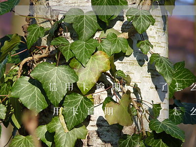 信用卡逾期還款了怎么恢復(fù)使用 信用卡逾期還款了怎么恢復(fù)使用花唄