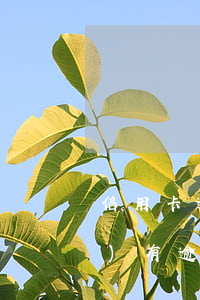 信用卡逾期還款了會(huì)恢復(fù)(有逾期還款記錄還能申請(qǐng)信用卡嗎)