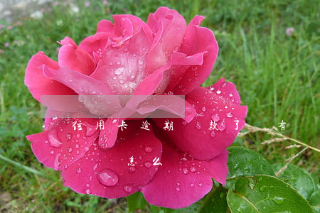信用卡逾期還款了沒有記錄(我信用卡有逾期記錄怎么辦)