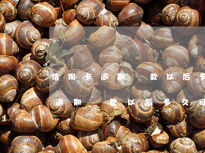 信用卡逾期還款以后多久征信覆蓋-信用卡逾期還款以后多久征信覆蓋一次