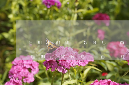 信用卡逾期還款以后會自動注銷嗎-信用卡逾期還款以后會自動注銷嗎