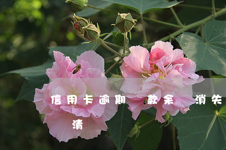 信用卡逾期還款余額消失(信用卡逾期顯示已還清)