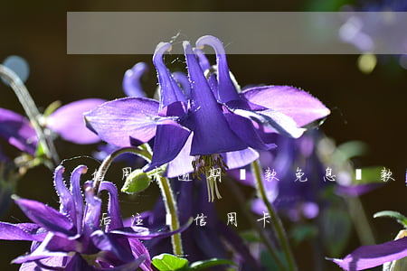信用卡逾期還款免息還款多久銷賬 逾期還款后注銷信用卡