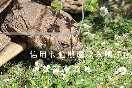 信用卡逾期還款入賬順序(信用卡出賬日之前還款算還款嗎)