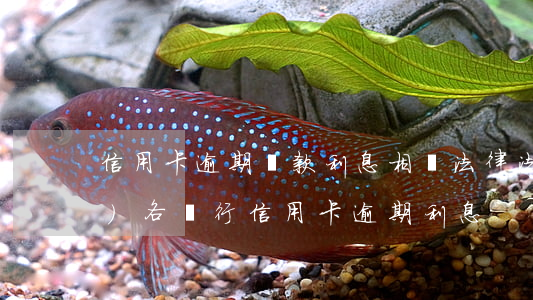 信用卡逾期還款利息相關法律法規(guī)(各銀行信用卡逾期利息)