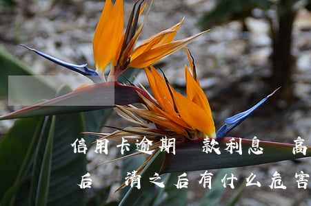 信用卡逾期還款利息過高違法(欠信用卡逾期后還清之后有什么危害)