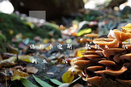信用卡逾期還款到五萬以下(信用卡逾期還款到五萬以下)