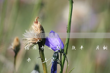信用卡逾期還款半個月翻倍(逾期半月還信用卡會怎樣)