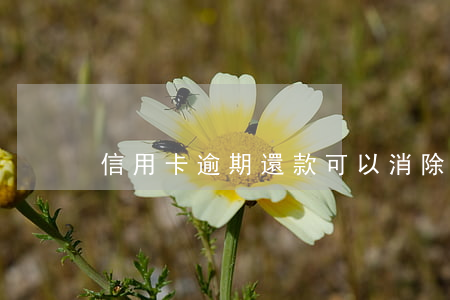 信用卡逾期還款可以消除嗎