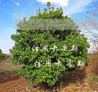 信用卡逾期還款后凍結(jié)了怎么辦(信用卡逾期還款后凍結(jié)了怎么辦)