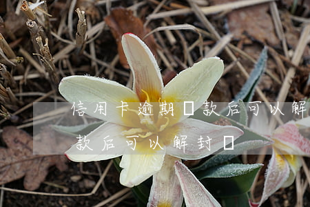 信用卡逾期還款后可以解封嗎 信用卡逾期還款后可以解封嗎