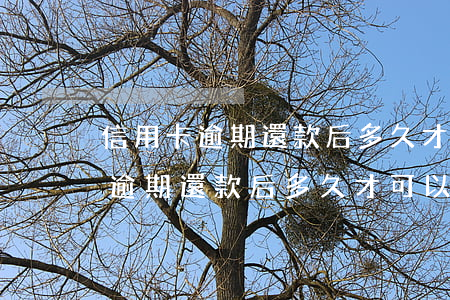 信用卡逾期還款后多久才可以使用-信用卡逾期還款后多久才可以使用借唄