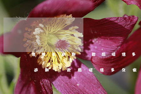信用卡逾期還款后征信多久恢復好-信用卡逾期還款后征信多久恢復好呢