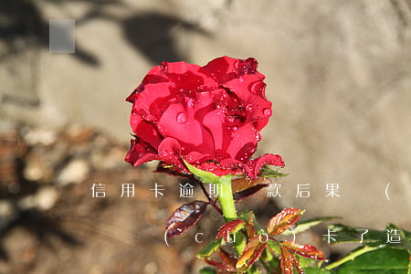 信用卡逾期還款后果嚴(yán)重(信用卡還錯(cuò)卡了造成逾期)