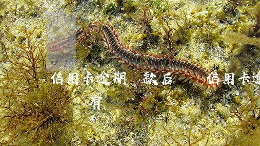 信用卡逾期還款后記錄(信用卡逾期還款后記錄還有嗎)