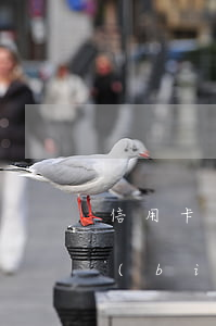 信用卡逾期還款后違約金收費(fèi)標(biāo)準(zhǔn)-2021年信用卡逾期違約金怎么算