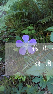 信用卡逾期還款后還能用嗎(銀行貸款逾期后信用卡還能用嗎)