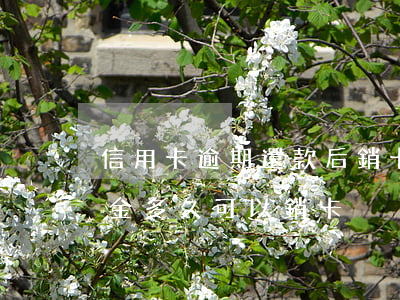 信用卡逾期還款后銷卡可以(信用卡逾期還本金多久可以銷卡)