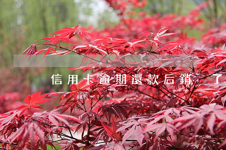 信用卡逾期還款后銷戶了怎么辦