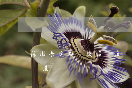 信用卡逾期還款后額度減半(逾期還款會降低額度嗎)