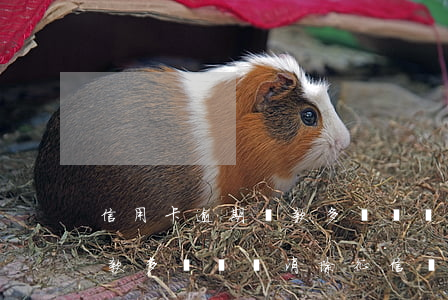 信用卡逾期還款多長時間消除(信用卡逾期還款多長時間消除征信記錄)