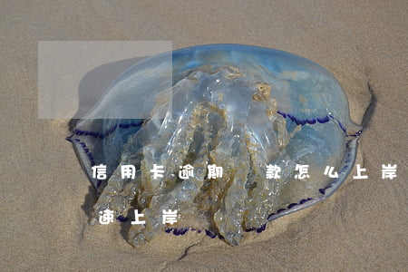 信用卡逾期還款怎么上岸(信用卡欠款怎么快速上岸)
