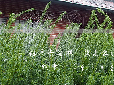 信用卡逾期還款怎么清賬(信用卡逾期還清了還能申請(qǐng)信用卡嗎)