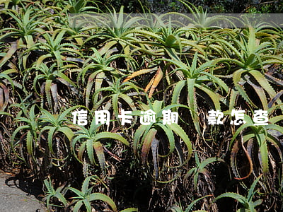 信用卡逾期還款怎查詢