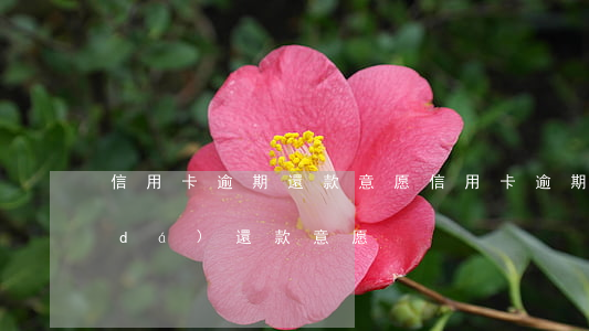 信用卡逾期還款意愿(信用卡逾期怎么表達(dá)還款意愿)