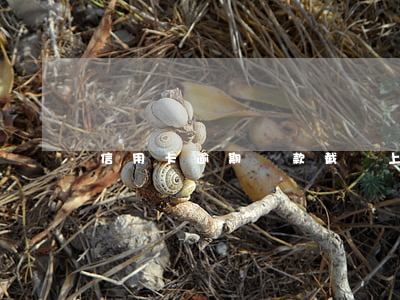 信用卡逾期還款截圖上海
