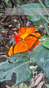 信用卡逾期還款房貸利率(信用卡逾期還款房貸利率怎么算)