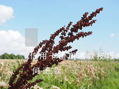 信用卡逾期還款技巧全攻略(逾期的信用卡如何還款)