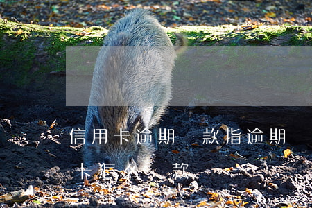 信用卡逾期還款指逾期幾天(逾期很久的信用卡怎么還款)