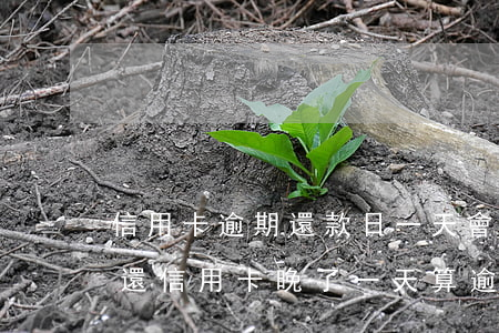 信用卡逾期還款日一天會(huì)怎么樣(還信用卡晚了一天算逾期嗎)