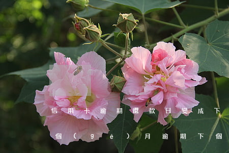 信用卡逾期還款日變成下個(gè)月-這個(gè)月逾期下個(gè)月還上