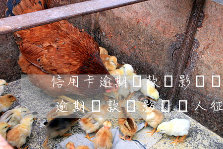 信用卡逾期還款會影響個人征信嗎-信用卡逾期還款會影響個人征信嗎知乎